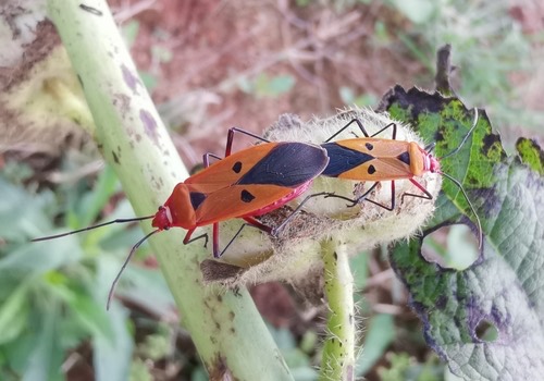Red Cotton Stainer · Dysdercus koenigii