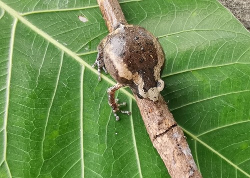 อึ่งอ่างบ้าน · Asian Painted Frog · Kaloula pulchra