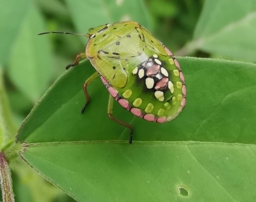 มวนเขียวข้าว · Southern Green Stink Bug · Nezara viridula