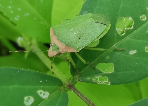 มวนเขียวข้าว · Southern Green Stink Bug · Nezara viridula
