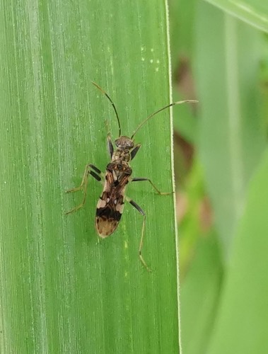 Gyndes pallicornis