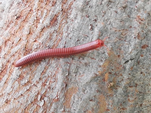 กิ้งกือแดงเล็ก · Rusty Millipede · Trigoniulus corallinus