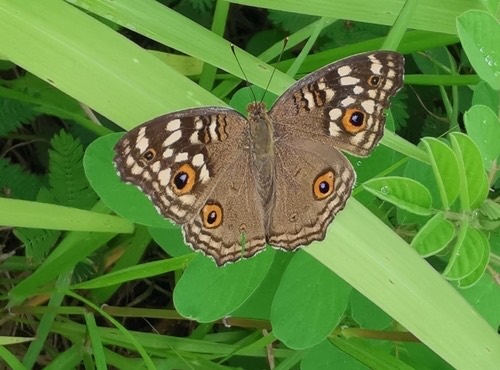 ผีเสื้อแพนซีสีตาล · Lemon Pansy · Junonia lemonias