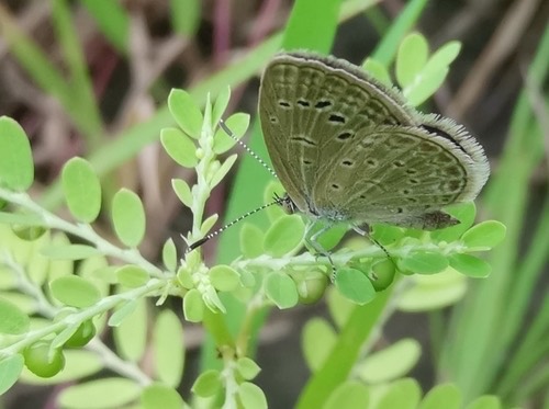 ผีเสื้อฟ้าเซลล์จุดป่าสูง · Pale Grass Blue · Pseudozizeeria maha