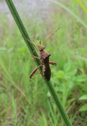 มวนถั่วฝักยาว · Riptortus pedestris