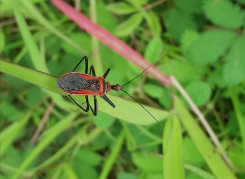 Rhynocoris fuscipes