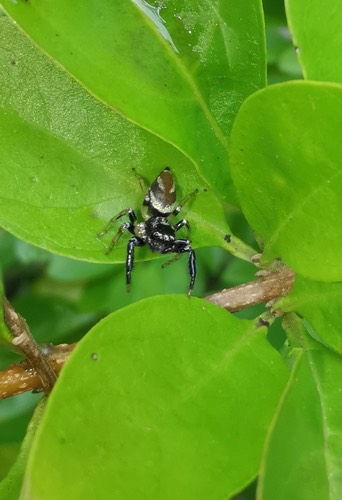 แมงมุมกระโดดเธียเนียพม่า · Metallic blue jumper · Thiania bhamoensis