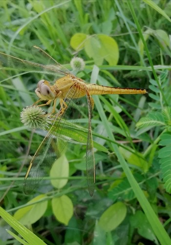 แมลงปอบ้านบ่อ · Scarlet Skimmer · Crocothemis servilia