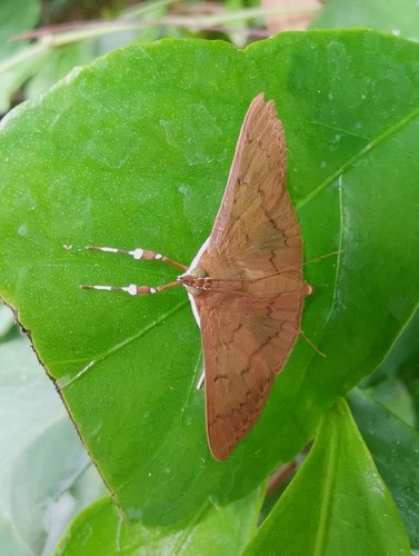Tetridia caletoralis