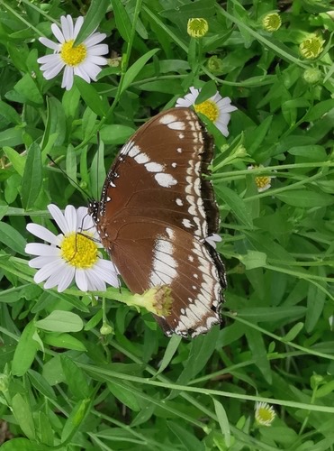 ผีเสื้อปีกไข่ใหญ่ · Great Eggfly · Hypolimnas bolina
