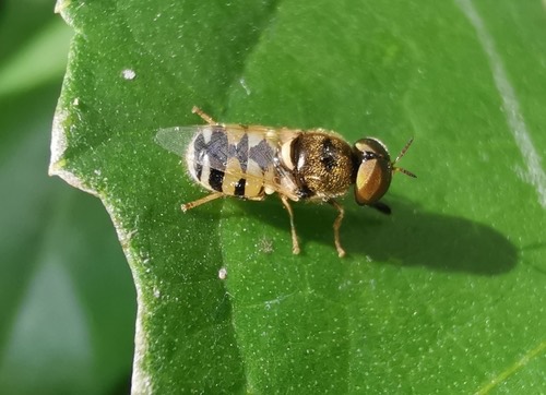 Oplodontha facinigra
