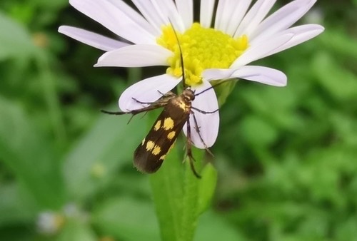 Eretmocera impactella