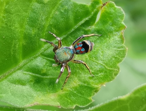 แมงมุมไซเลอร์หลากสี · Jade Jumping Spider · Siler semiglaucus