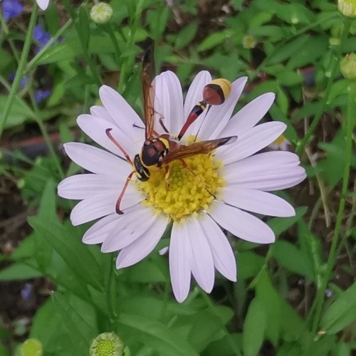 แตนดินเหลืองหลังแดง · Okinawa Mud Wasp · Delta esuriens