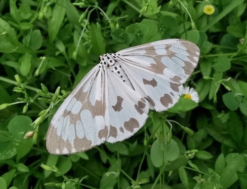 Marbled White Moth · Nyctemera adversata