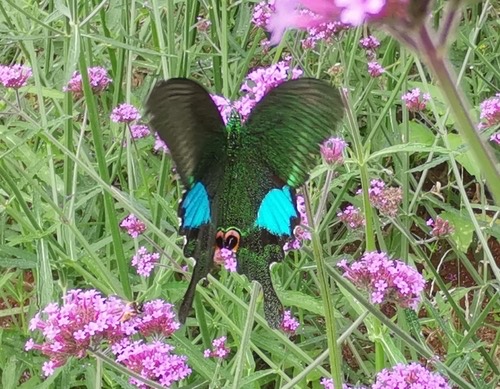 ผีเสื้อหางติ่งปารีส · Paris Peacock Swallowtail · Papilio paris
