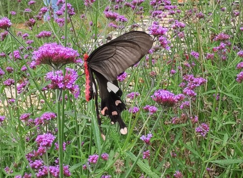 ผีเสื้อหางตุ้มธรรมดา · Common Windmill · Byasa polyeuctes