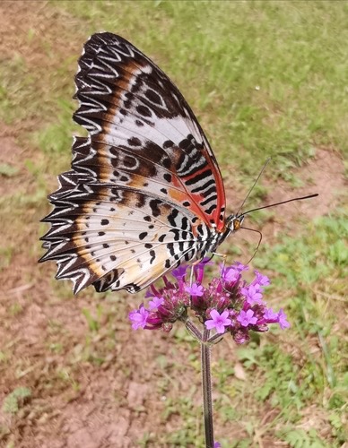 ผีเสื้อกะทกรกธรรมดา · Leopard Lacewing Butterfly · Cethosia cyane