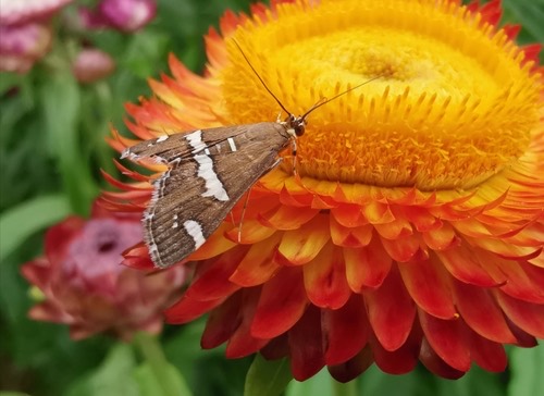 ผีเสื้อหนอนใยผักกาดฮาวาย · Hawaiian Beet Webworm Moth · Spoladea recurvalis