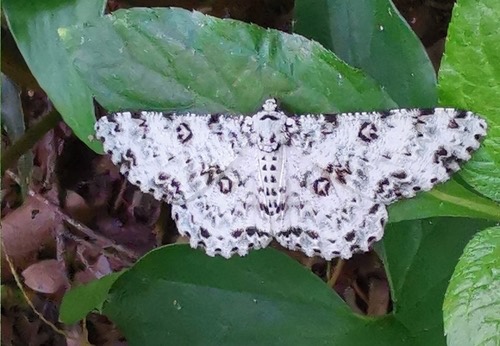 Parapercnia albosignaria