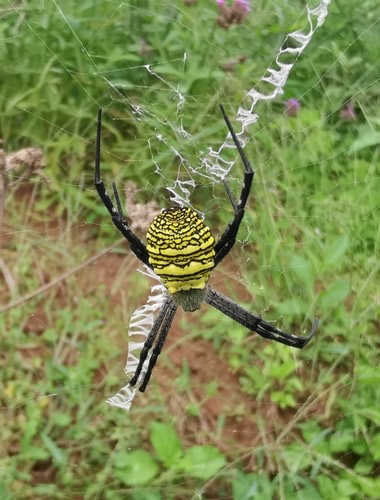 แมงมุมนุ่งซิ่นใหญ่ · Oval Saint Andrew's Cross Spider · Argiope aemula