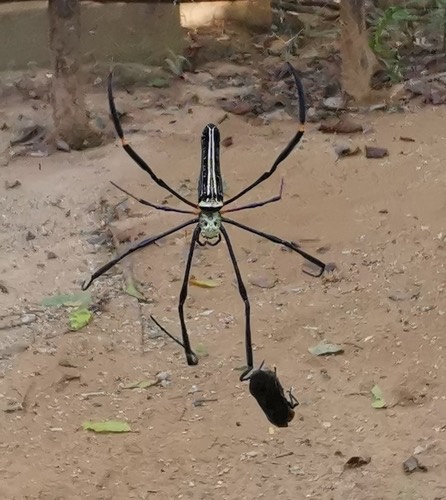 แมงมุมใยทองท้องขนาน · Giant Golden Orbweaver · Nephila pilipes
