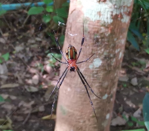 แมงมุมเขี้ยวใหญ่ทองแถบเฉียง · Leucauge tessellata