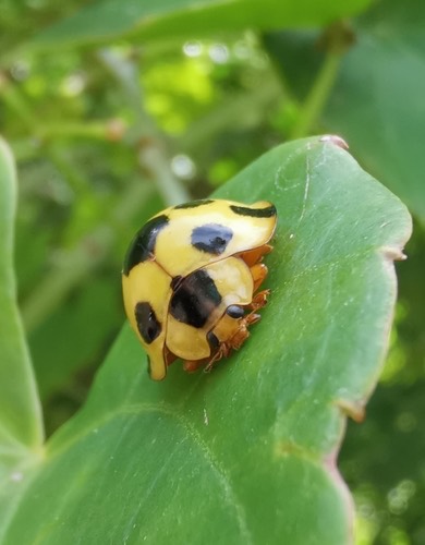 ด้วงเต่าจุดใหญ่ · Giant Bamboo Ladybird · Synonycha grandis