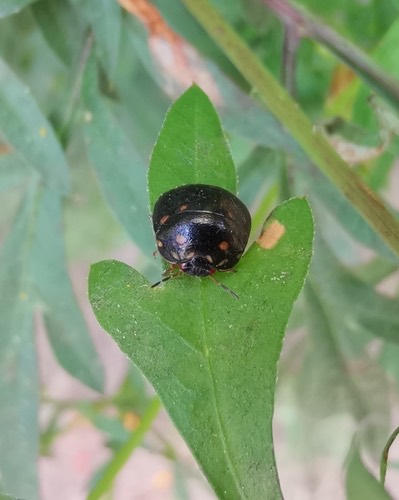 Paracopta duodecimpunctata