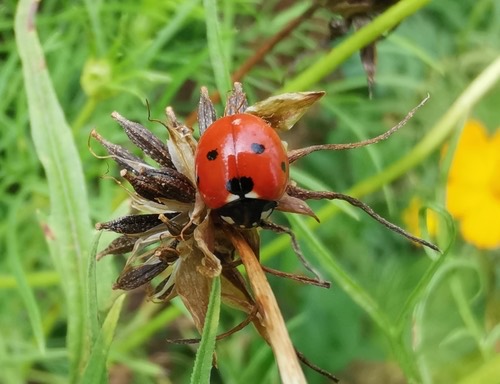 ด้วงเต่าเจ็ดจุด · Seven-spotted Lady Beetle · Coccinella septempunctata
