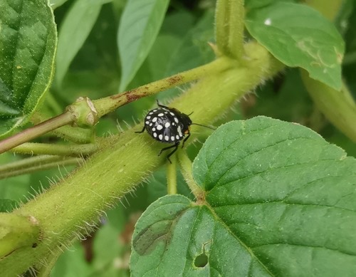 มวนเขียวข้าว · Southern Green Stink Bug · Nezara viridula