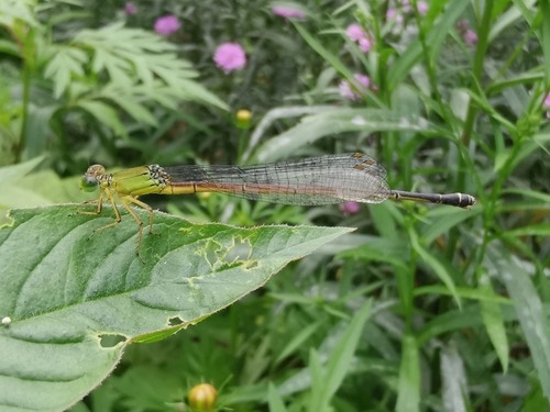 แมลงปอเข็มสีพื้นปลายดำ · Black-tailed Marsh Dart · Ceriagrion fallax