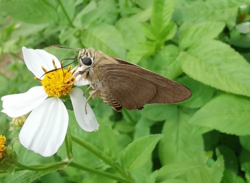 ผีเสื้อหน้าเข็มสีตาล · Brown Awl · Badamia exclamationis