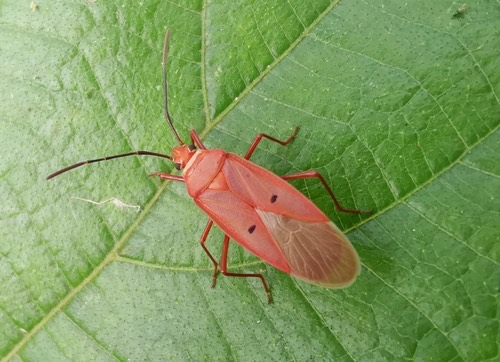 Dysdercus evanescens