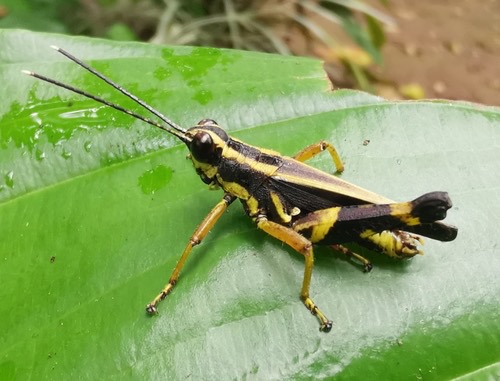Traulia antennata