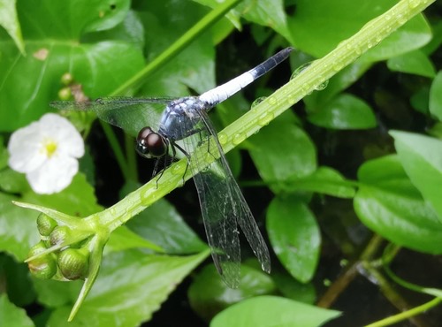 แมลงปอบ้านสีตะกั่วขนขาว · Emerald-flanked Marsh Hawk · Brachydiplax farinosa