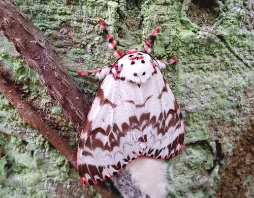 Pink Lymantria Moth · Lymantria mathura
