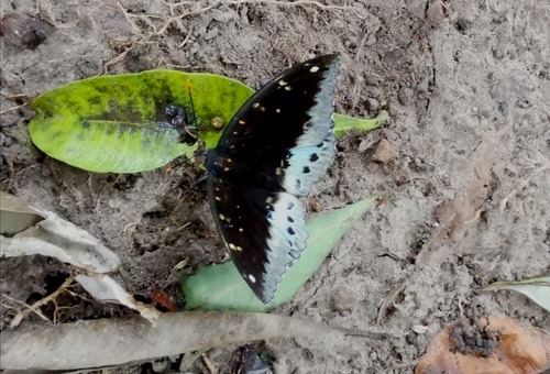 ผีเสื้ออ๊าชดุ๊คธรรมดา · Common Archduke · Lexias pardalis