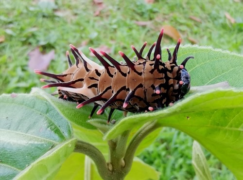 ผีเสื้อถุงทองธรรมดา · Golden Birdwing · Troides aeacus