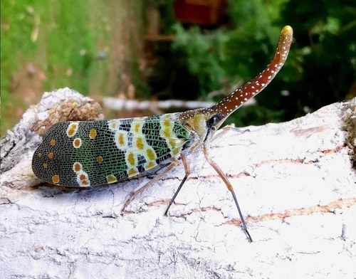 จักจั่นงวงแดง · Litchi Lantern Bug · Pyrops candelaria