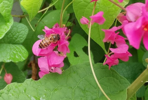 ผึ้งโพรง · Asian Honey Bee · Apis cerana