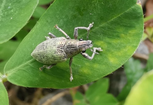 แมลงค่อมทอง · Gold-dust Weevil · Hypomeces pulviger
