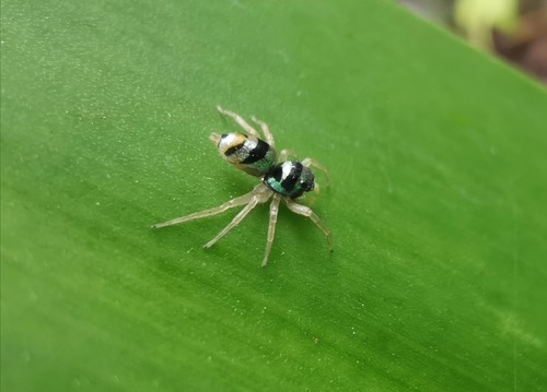 Banded Phintella · Phintella vittata