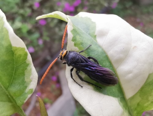 Scolia superciliaris