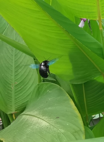 แมลงภู่ยักษ์หนวดแคบ · Slender-scaped Carpenter Bee · Xylocopa tenuiscapa