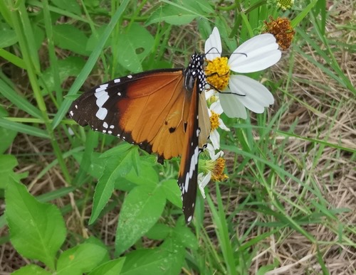 ผีเสื้อหนอนใบรักธรรมดา · Plain Tiger Butterfly · Danaus chrysippus