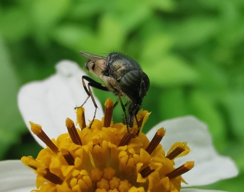 Stomorhina discolor