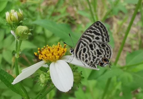 ผีเสื้อฟ้าลาย · Zebra Blue · Leptotes plinius
