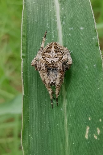 Vigilant Spotted Orbweaver · Neoscona vigilans