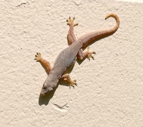 จิ้งจกบ้านหางแบน · Flat-tailed House Gecko · Hemidactylus platyurus